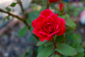 red rose in garden