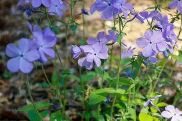 spring flowers in the garden