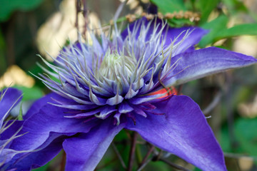 purple flower