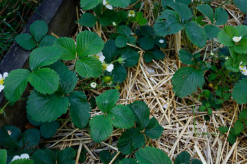 strawberry plant