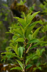 New green tree leaves in spring. Spring leaves