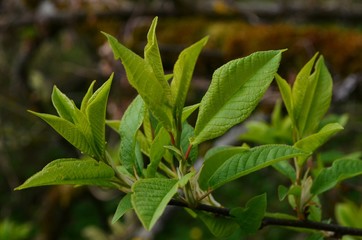 New green tree leaves in spring. Spring leaves