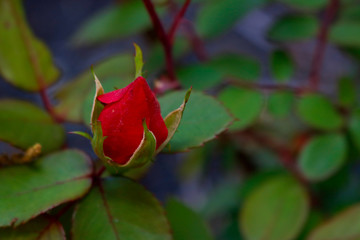 red rose bud