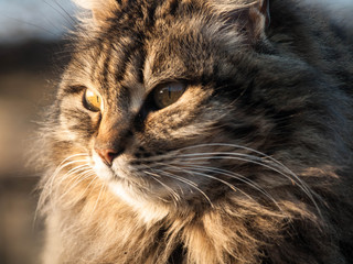 Domestic cat on the street. Close-up.