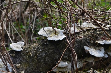 Group of white Polypore fungi over a wooden trunk in a wild forest