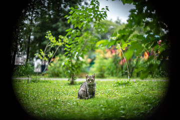 Cat in the park grass leaves city street summer daylight sunlight bokeh