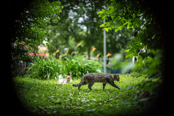 Cat in the park grass leaves city street summer daylight sunlight bokeh