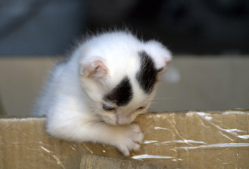 The kitten is white with black spots. Peeps out of the box
