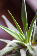Haworthia. Succulent plant.