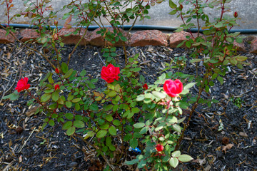 flowers in the garden