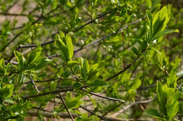 New green tree leaves in spring. Spring leaves
