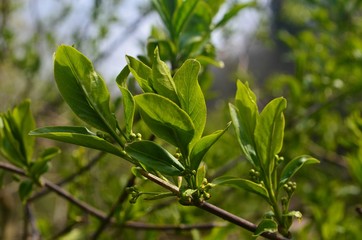 New green tree leaves in spring. Spring leaves