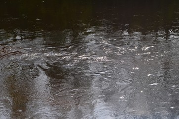 Obraz premium Reflection of trees in dark river water. Abstract blurry dark river water reflection of the bare trees
