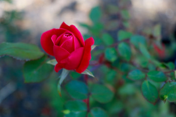red rose in garden