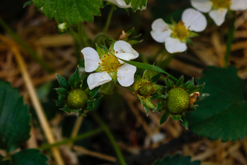 Strawberry plant