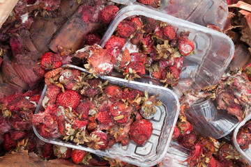 Rotten strawberries on the landfill