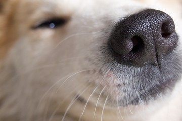 close up of dog nose good sniff smell - obrazy, fototapety, plakaty