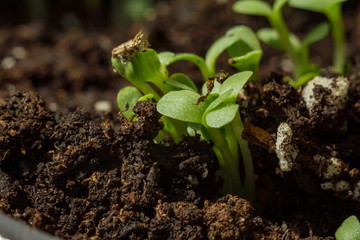Close-up on seedlings in a greenhouse. Salad. Several seedlings grow in organic soil.