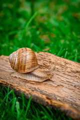 brown snail on brown wood in the green grass