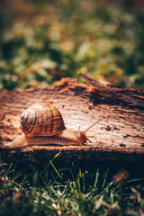 snail on a wooden background