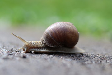 big snail in park