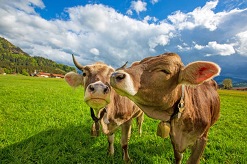 Kuh Allgau Lustig Wiese Niedlich Alpen Wall Mural Wallpaper Murals Dozey