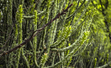 Fototapeta premium green leaves in the garden
