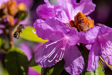 Ground Nesting Bee with Azelea