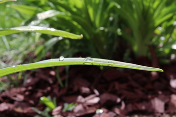 rain drops on the grass