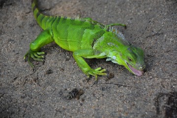 lagarto