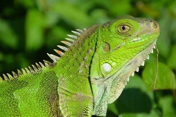 lagarto