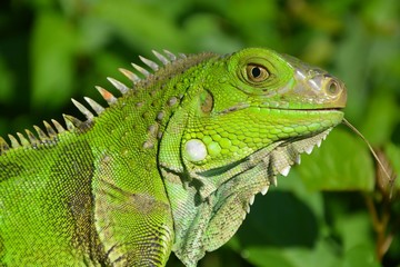 lagarto