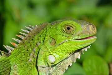 lagarto