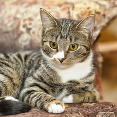 Naklejka na ściany i meble brown with white shorthair cat portrait