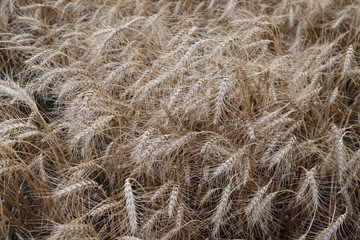 Field of Ripe Wheat