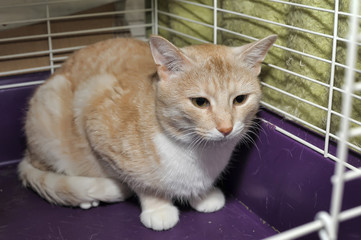 red and white cat in a cage