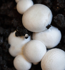 Button mushrooms in the ground