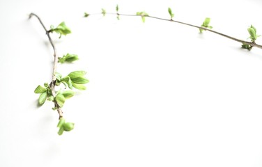 Green spring branches isolated on a white background. Top view. Copy space. Flat lay.