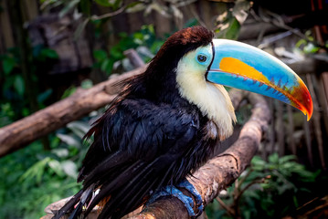 One keel-billed toucan is perching on the tree branch. Photo was taken at Papiliorama in Switzerland.