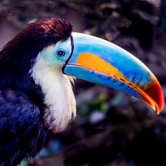 One keel-billed toucan is perching on the tree branch. Photo was taken at Papiliorama in Switzerland.
