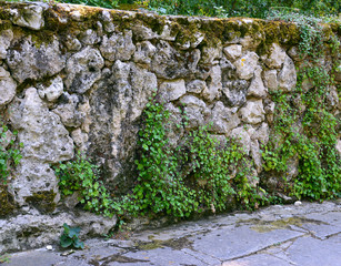 Green vegetation covers the surface of a street wall made of stone blocks.