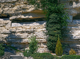 Green vegetation covers the surface of a street wall made of stone blocks.
