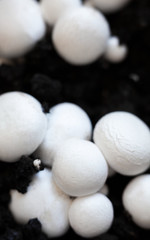 Button mushrooms in the ground