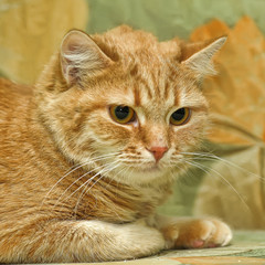 Fototapeta na wymiar ginger shorthair big-eyed cat