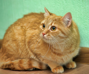 ginger shorthair big-eyed cat