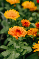 Fototapeta premium beautiful organge dahlia seen in a park