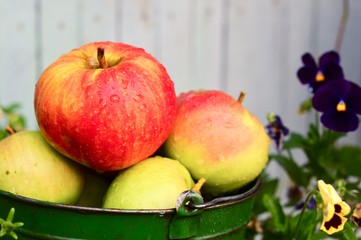 apples with drops are in a green bucket. summer flowers grow nearby.