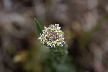 Field pepperwort flower, Lepidium campestre.