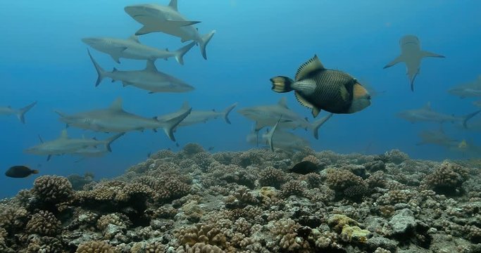 Beautiful tropical fish swim with gery sharks in the Pacific Ocean. Underwater life with fishes and sharks near coral reef in the Sea. Diving in the clear water - 4K