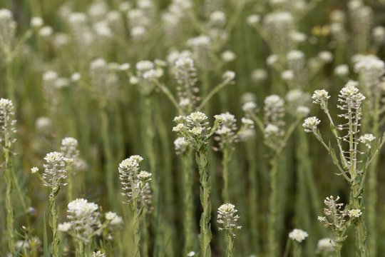 Field pepperwort flowers, Lepidium campestre